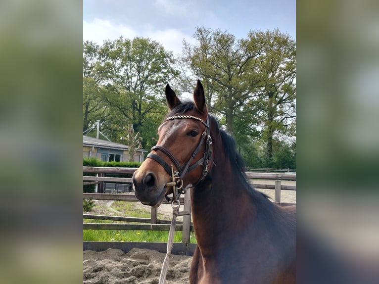 Zangersheider Mare 4 years 16,1 hh Brown in Weelde