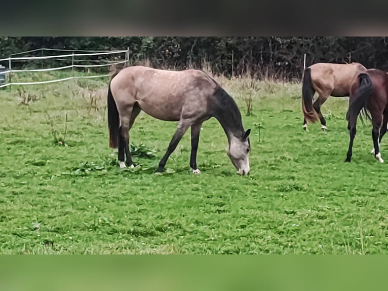 Zangersheider Mare 4 years 16,1 hh Buckskin in Walzbachtal