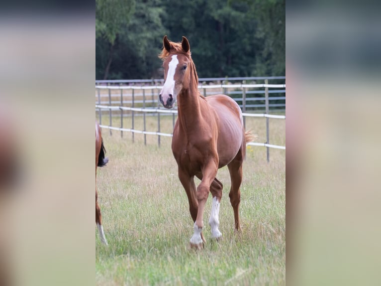 Zangersheider Mare 4 years 16,1 hh Chestnut-Red in Schwarmstedt