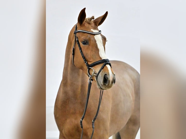 Zangersheider Mare 4 years 16,1 hh Chestnut-Red in GŁUBCZYN
