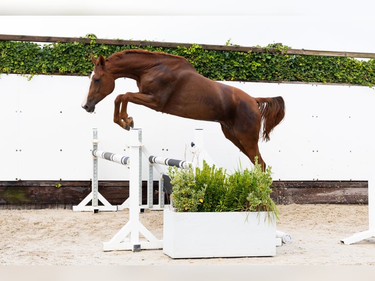 Zangersheider Mare 4 years 16,1 hh Chestnut-Red in Waddinxveen
