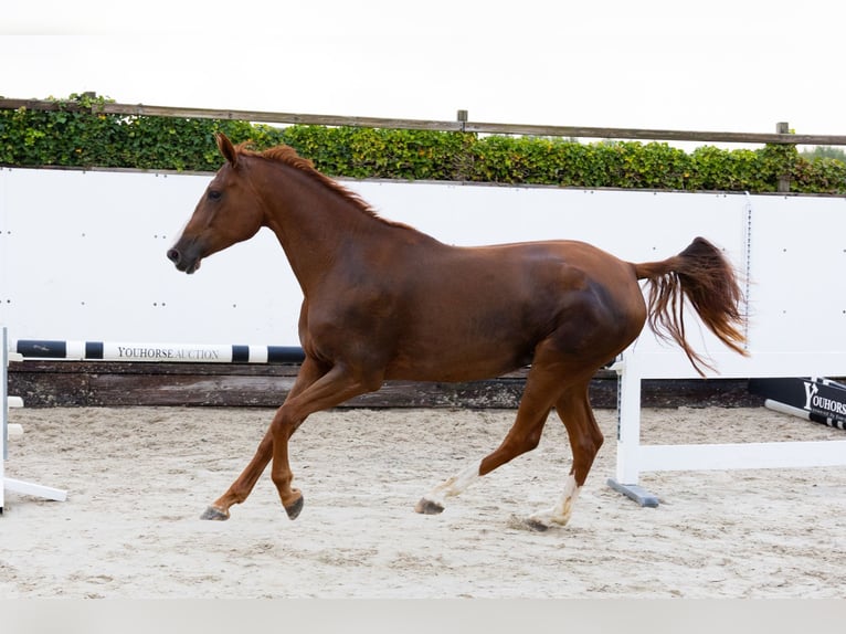 Zangersheider Mare 4 years 16,1 hh Chestnut-Red in Waddinxveen