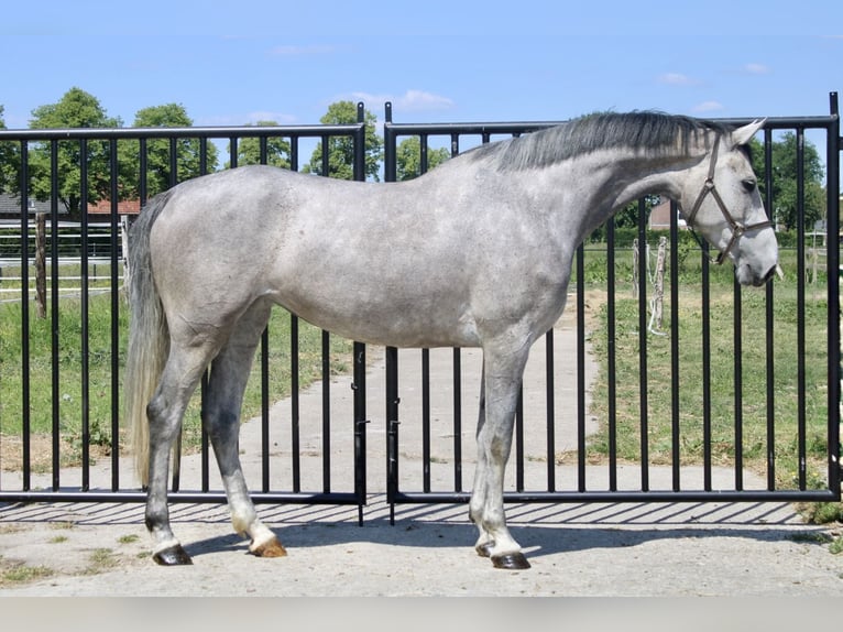 Zangersheider Mare 4 years 16,1 hh Gray in Bladel