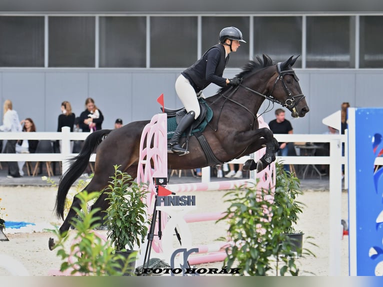 Zangersheider Mare 4 years 16,1 hh in Ostrava