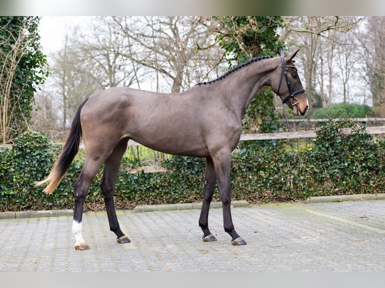 Zangersheider Mare 4 years 16,1 hh  in Heerde