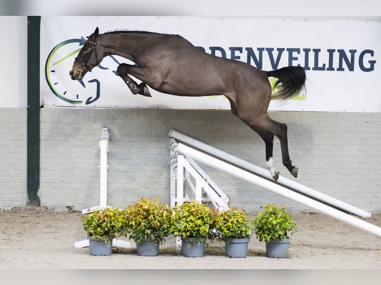 Zangersheider Mare 4 years 16,1 hh  in Heerde