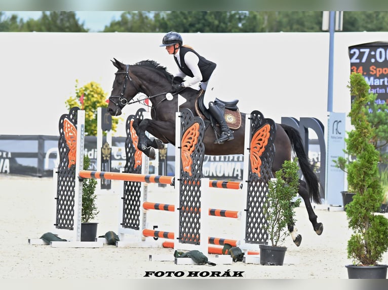 Zangersheider Mare 4 years 16,1 hh in Ostrava Zangersheider Mare 4 years 16,1 hh in Ostrava