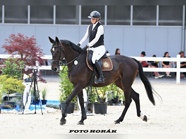 Zangersheider Mare 4 years 16,1 hh in Ostrava Zangersheider Mare 4 years 16,1 hh in Ostrava