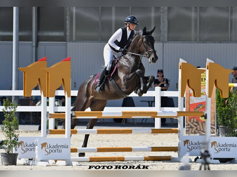 Zangersheider Mare 4 years 16,1 hh in Ostrava Zangersheider Mare 4 years 16,1 hh in Ostrava
