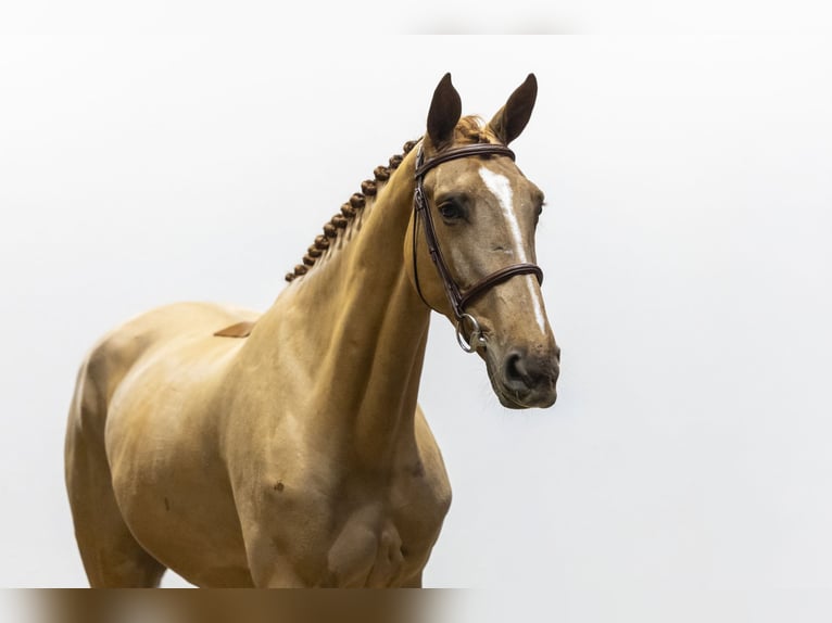 Zangersheider Mare 4 years 16,1 hh  in Waddinxveen