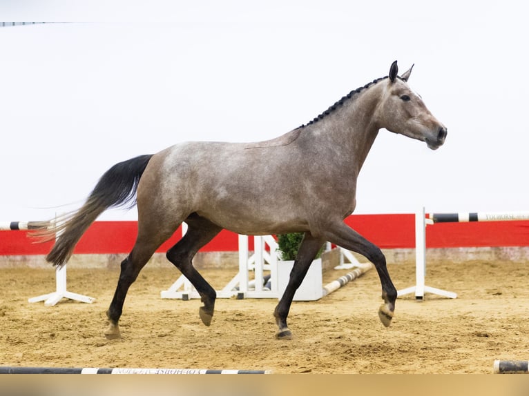 Zangersheider Mare 4 years 16,1 hh  in Waddinxveen