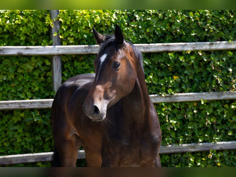 Zangersheider Mare 4 years 16,2 hh Bay-Dark in Waddinxveen