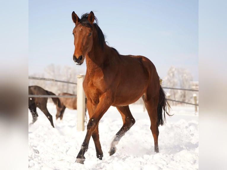 Zangersheider Mare 4 years 16,2 hh Brown-Light in Bad Füssing