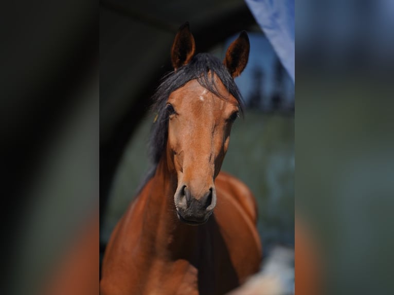 Zangersheider Mare 4 years 16,2 hh Brown-Light in Bad Füssing