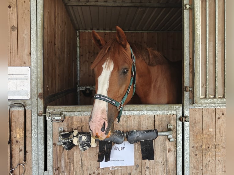 Zangersheider Mare 4 years 16,2 hh Chestnut-Red in M&#x142;yn Dolny