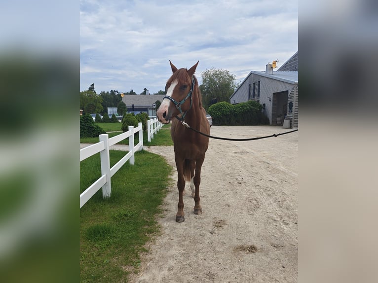 Zangersheider Mare 4 years 16,2 hh Chestnut-Red in M&#x142;yn Dolny