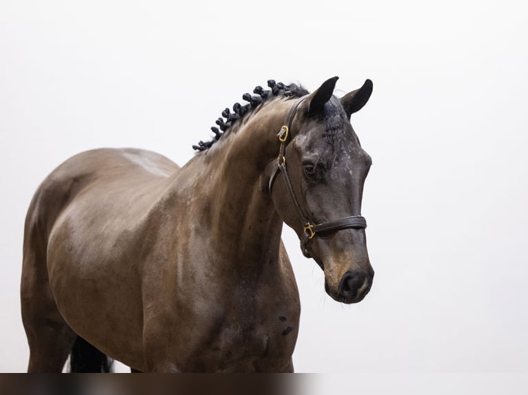 Zangersheider Mare 4 years 16,2 hh  in Waddinxveen