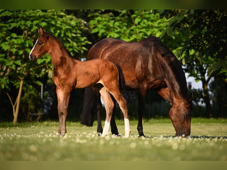 Zangersheider Mare 4 years 16,3 hh Brown in Gro&#xDF;ostheim