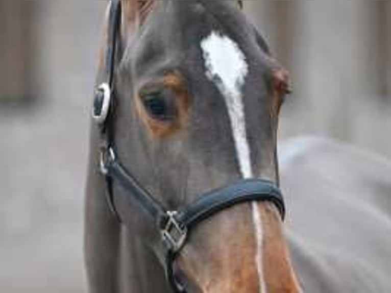 Zangersheider Mare 4 years 17 hh Bay in Sint-Niklaas