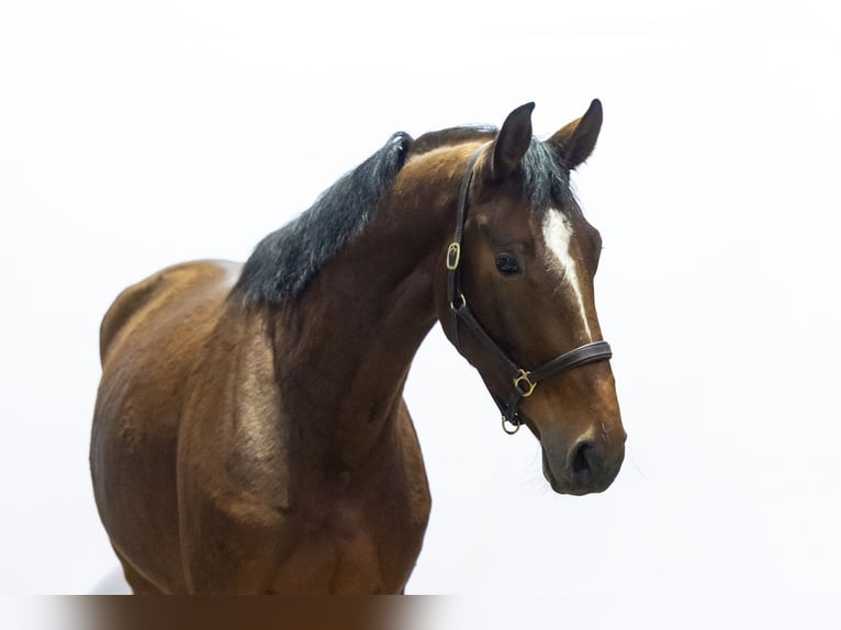 Zangersheider Mare 4 years 17 hh Brown in Waddinxveen