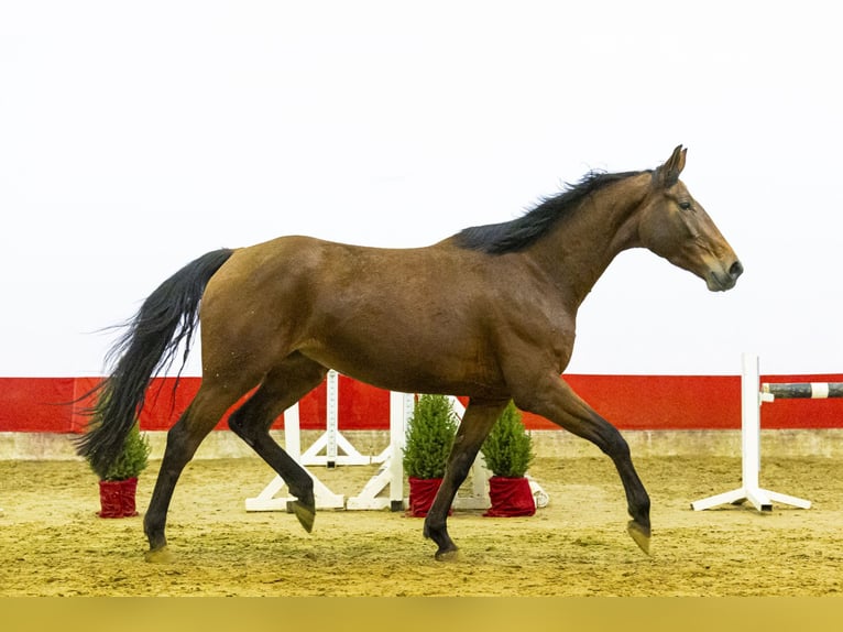 Zangersheider Mare 4 years 17 hh Brown in Waddinxveen