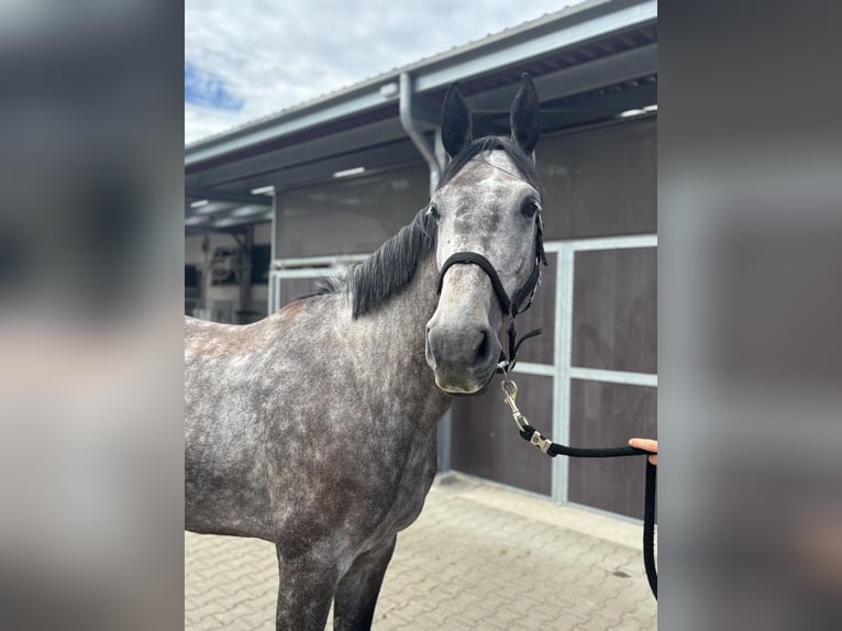 Zangersheider Mare 4 years 17 hh Gray-Dapple in Krefeld