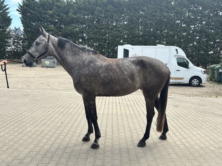 Zangersheider Mare 4 years 17 hh Gray-Dapple in Krefeld