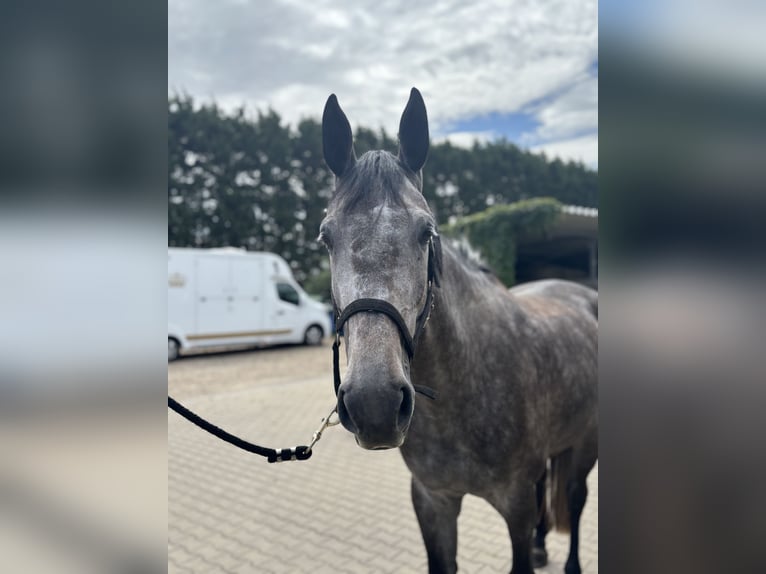 Zangersheider Mare 4 years 17 hh Gray-Dapple in Krefeld