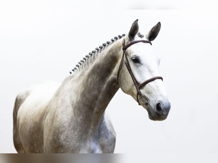 Zangersheider Mare 4 years 17 hh Grey in Titz