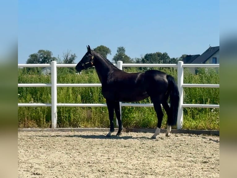 Zangersheider Mare 4 years Black in Brzyków