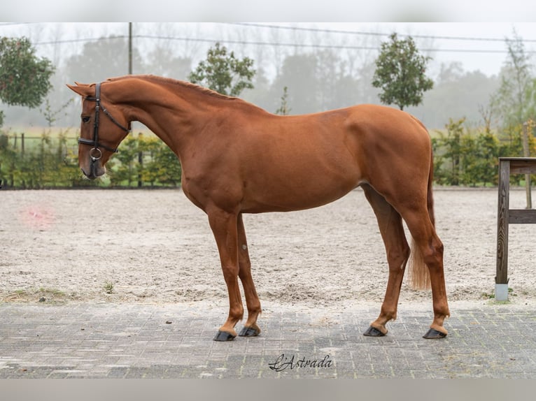 Zangersheider Mare 4 years Chestnut-Red in Bladel