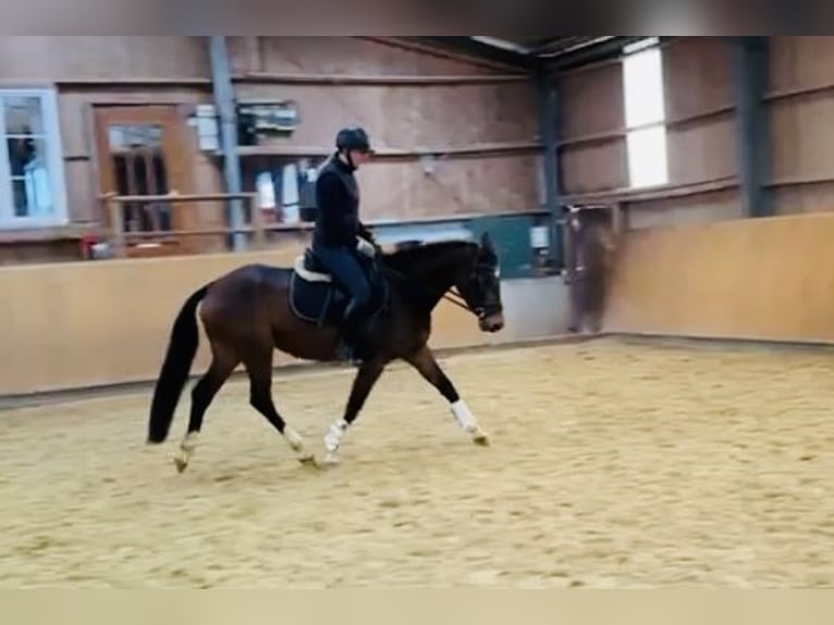 Zangersheider Mare 5 years 15,2 hh Brown in Diemelsee