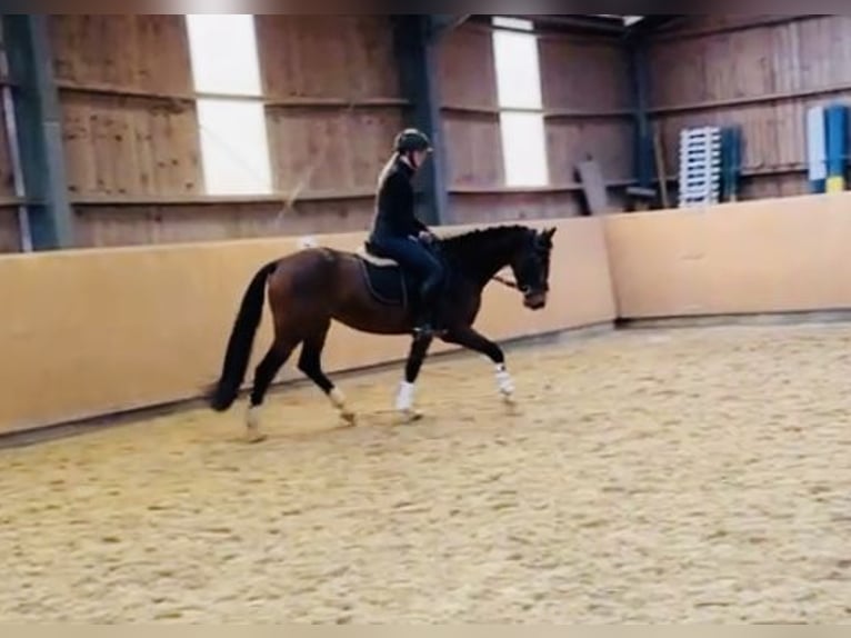 Zangersheider Mare 5 years 15,2 hh Brown in Diemelsee