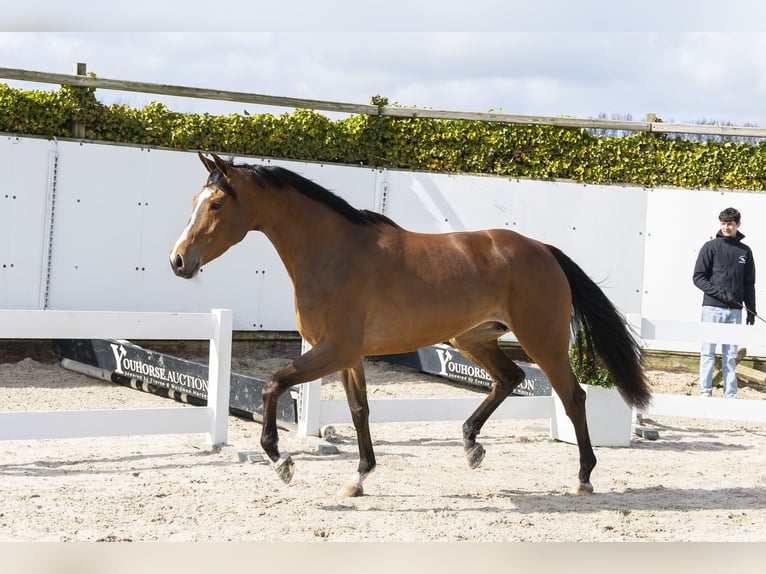 Zangersheider Mare 5 years 15.2 hh Brown in Waddinxveen