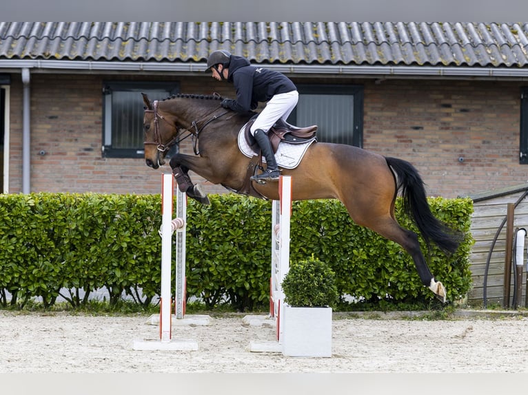 Zangersheider Mare 5 years 15.2 hh  in Waddinxveen