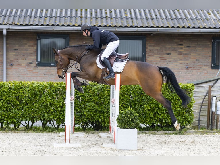 Zangersheider Mare 5 years 15.2 hh  in Waddinxveen