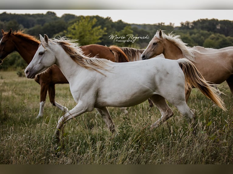 Zangersheider Mare 5 years 15 hh Champagne in Beaumont pied-de-boeuf