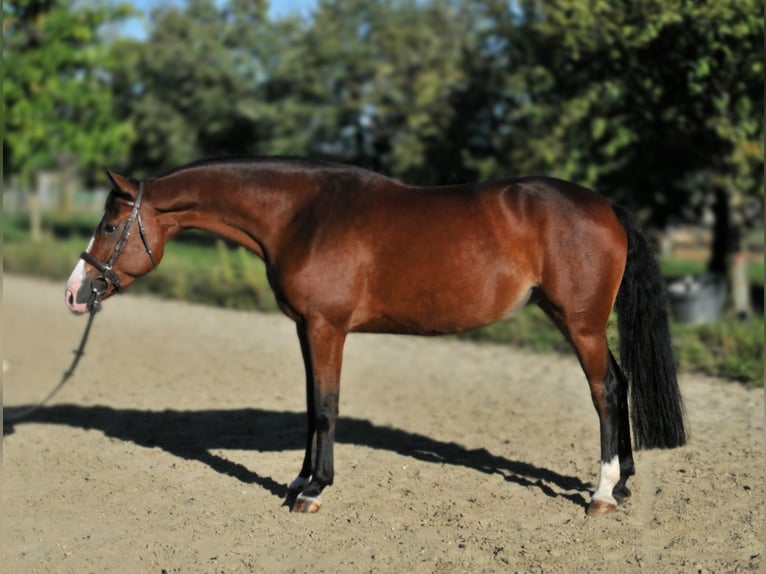 Zangersheider Mare 5 years 15,1 hh Brown in Schattendorf