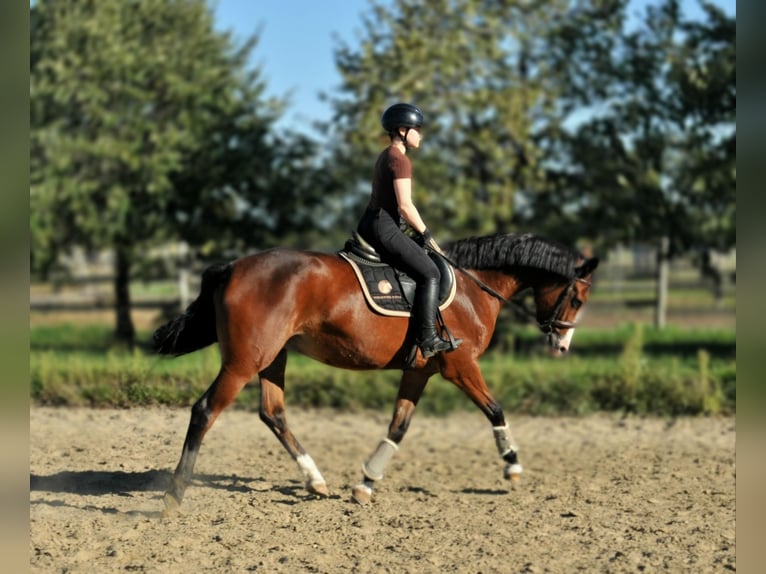 Zangersheider Mare 5 years 15,1 hh Brown in Schattendorf