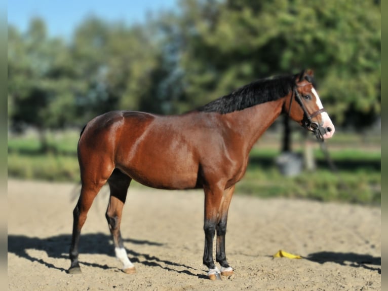 Zangersheider Mare 5 years 15,1 hh Brown in Schattendorf