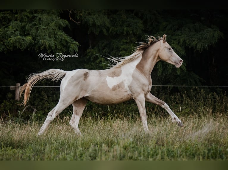 Zangersheider Mare 5 years 15,1 hh Champagne in Beaumont-Pied-de-Buf