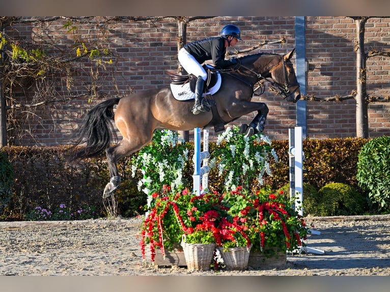 Zangersheider Mare 5 years 15,2 hh Brown in Bladel