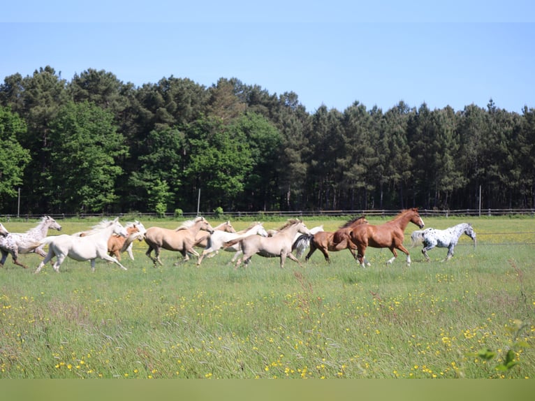 Zangersheider Mare 5 years 15,2 hh Cremello in Beaumont pied-de-boeuf