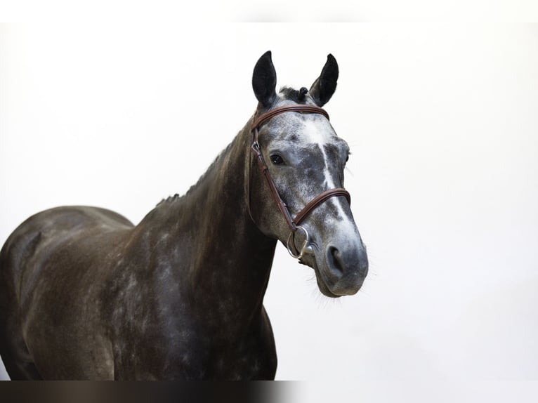 Zangersheider Mare 5 years 15,2 hh Grey in Waddinxveen