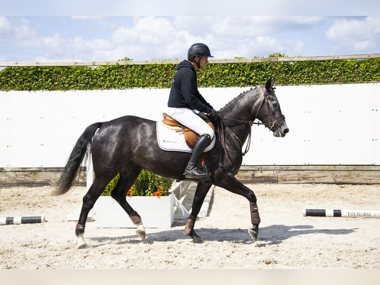 Zangersheider Mare 5 years 15,2 hh Grey in Waddinxveen