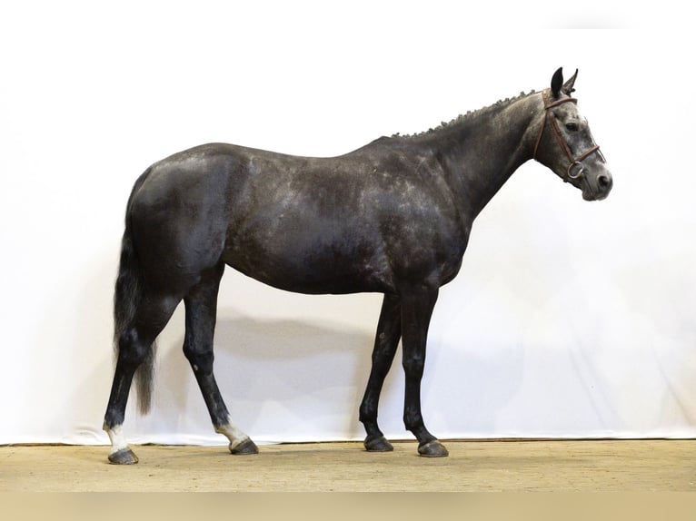 Zangersheider Mare 5 years 15,2 hh Grey in Waddinxveen
