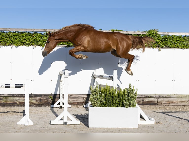 Zangersheider Mare 5 years 15,2 hh in Waddinxveen
