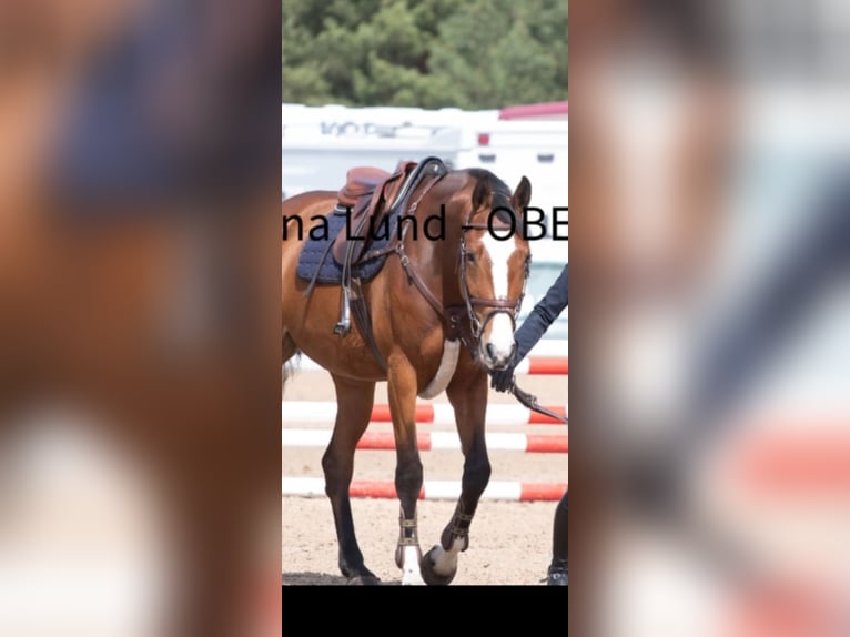 Zangersheider Mare 5 years 16.1 hh Brown in Linköping