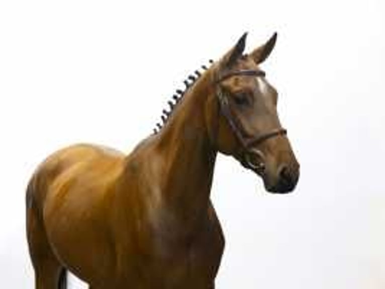 Zangersheider Mare 5 years 16,1 hh Brown in Waddinxveen