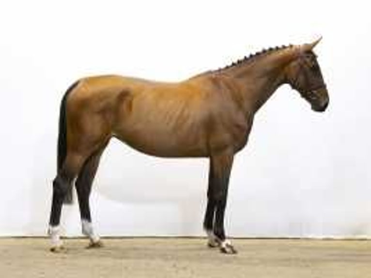 Zangersheider Mare 5 years 16,1 hh Brown in Waddinxveen